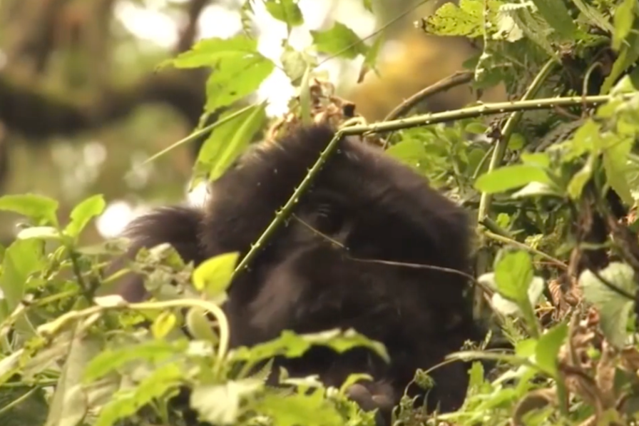 How we Helped to Build the Craghoppers & Dian Fossey Fund Alliance