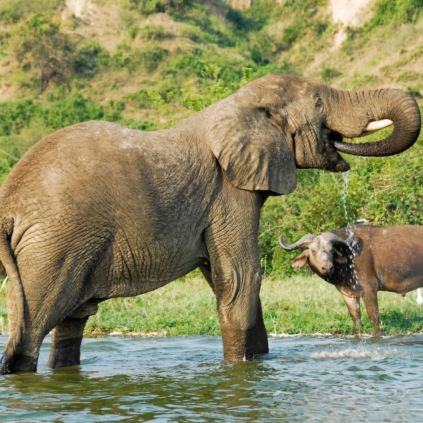 Did you know that Queen Elizabeth National Park holds one of the highest biodiversity ratings in all of Africa? 

As Uganda&rsquo;s second-largest park, it&rsquo;s a world where the savannah meets the water and every turn is a new discovery.

What&rs