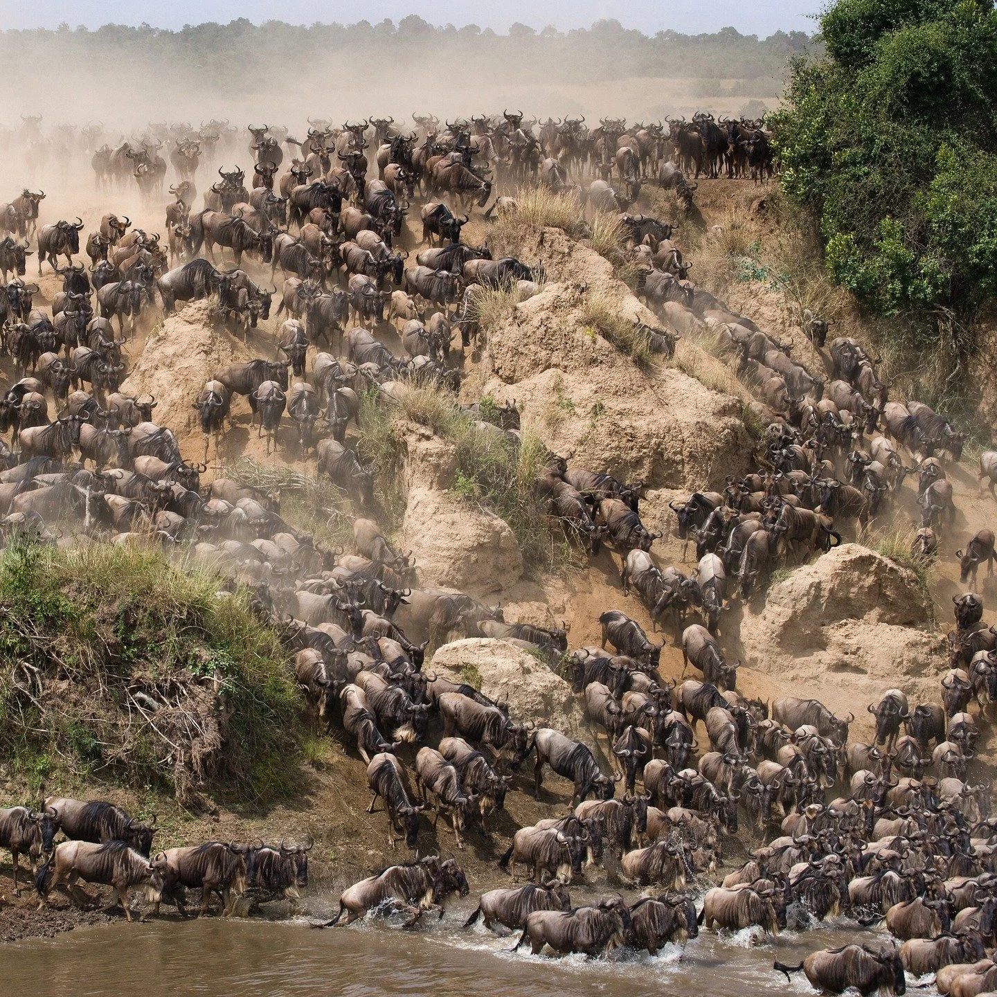 Witness The Greatest Wildlife Show On Earth 🌍

The Great Migration is more than a seasonal event; it is a year-round phenomenon and a safari highlight that makes East Africa truly unique. Over 1.5 million animals moving across the Serengeti-Mara eco
