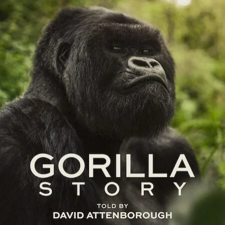 Today, Friday, April 17th, &ldquo;A Gorilla Story&rdquo; premieres on Netflix. 🦍

It&rsquo;s a full-circle moment for Sir David Attenborough as he revisits the descendants of Pablo, the baby gorilla he famously met in Rwanda back in 1978.

For us at