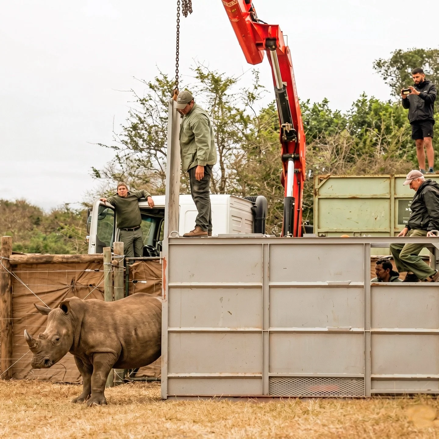 5 years of progress in a single photo. 🦏

This photo takes us back to November 2021 and the historic moment 30 Southern White Rhinos began their journey to Akagera National Park in Rwanda. It was the largest single translocation ever attempted and a