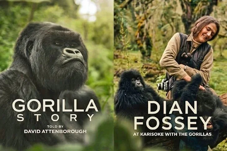 A Gorilla Story: Why David's film felt so personal for us at Travulous