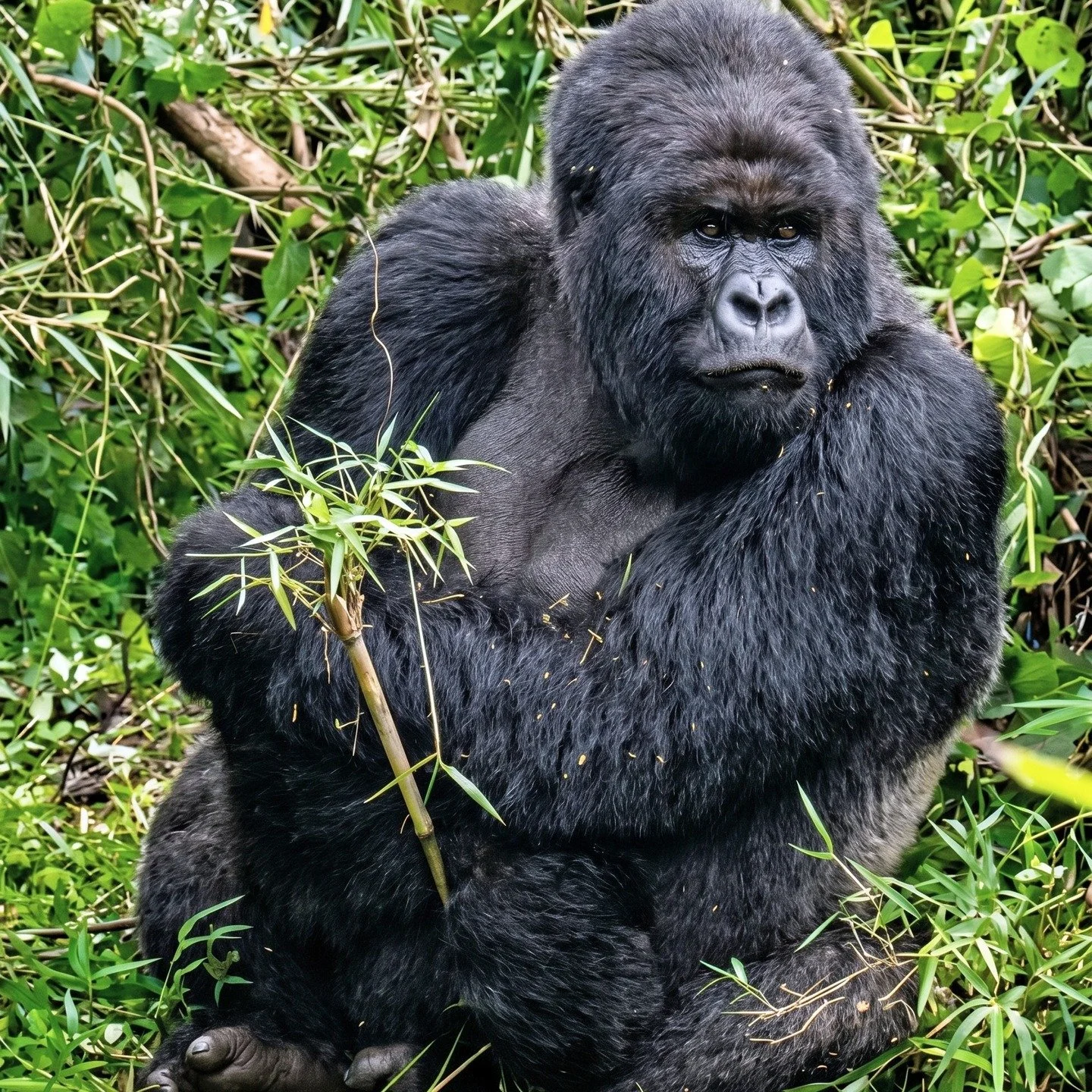 What does it actually feel like to stand 2 meters from a 180kg / 400 lbs Silverback? 🦍

During a recent trek with the Hirwa group, our Co-Founder Richard captured this moment with the legendary Mr Lucky.

With mountain gorillas back in the spotlight