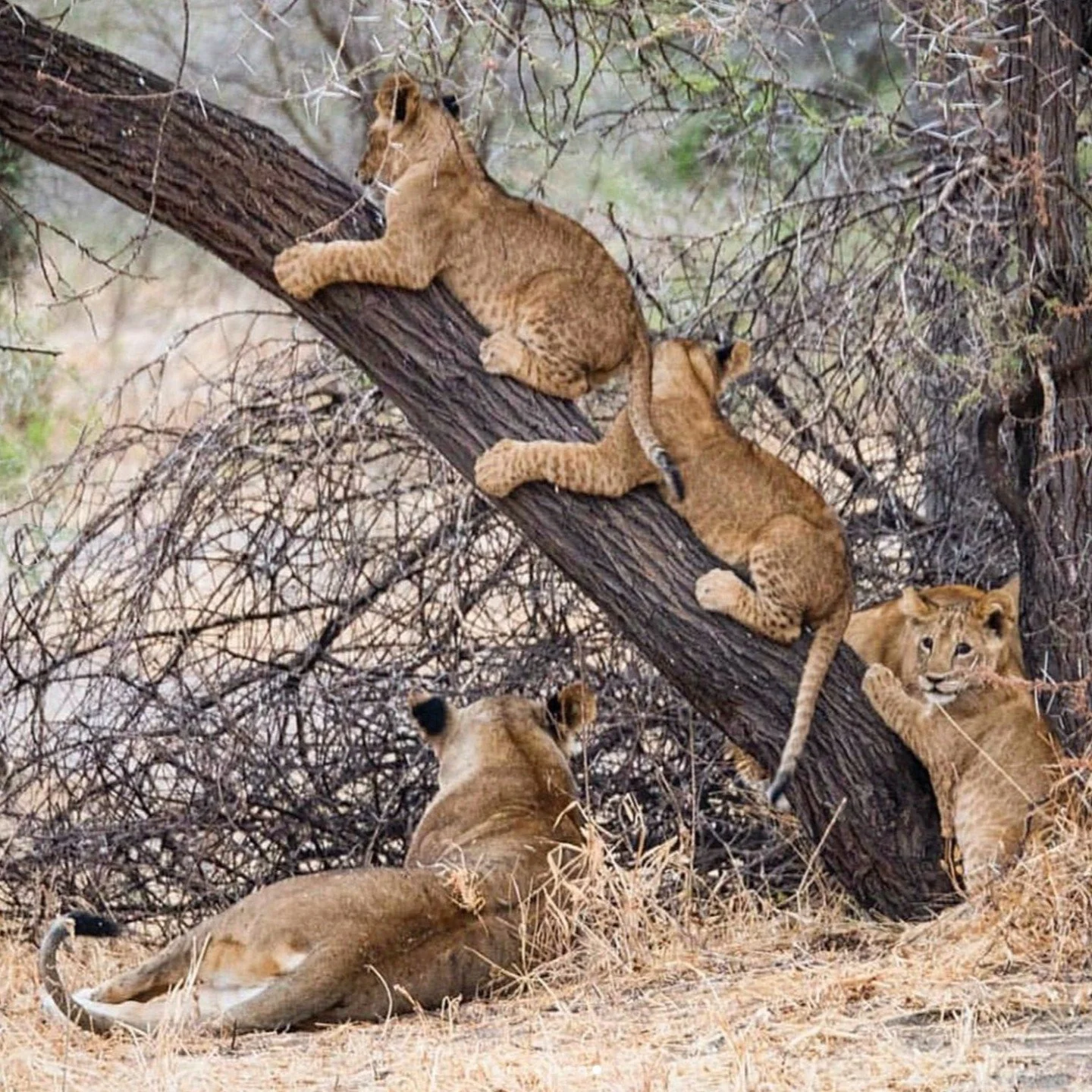 Ever seen a lion lounging in a tree like a house cat? 🐾 

Welcome to Lake Manyara National Park! Nestled in the heart of Tanzania&rsquo;s Rift Valley, this place is a dream for every wildlife lover. Whether you&rsquo;re cruising on a game drive or f