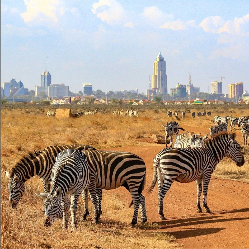 Today we journey to Nairobi, the vibrant capital of Kenya! 🇰🇪

Dating back to the 1890s, Nairobi's name derives from a water hole known to the Maasai people as &lsquo;Enkare Nairobi&rsquo;, which means &lsquo;cold water&rsquo;.

Today, Nairobi is t