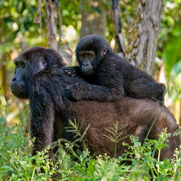 Deep in the south-west of Uganda, Bwindi Impenetrable National Park is one of the oldest rainforests on the planet. 🦍

Being in the presence of the mountain gorillas is a feeling that&rsquo;s hard to put into words. 

Knowing that this UNESCO World 