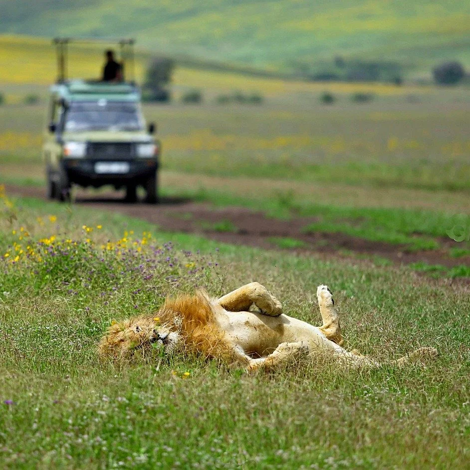 Imagine stepping into a world that&rsquo;s remained virtually unchanged for three million years.

Welcome to the Ngorongoro Crater, a massive, unbroken caldera that feels less like a standard safari and more like a real-life Jurassic Park (minus the 