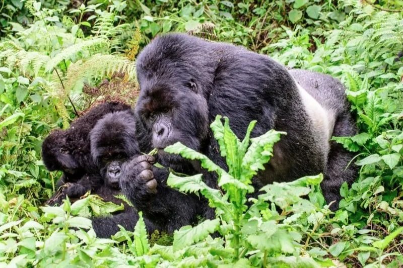 Gorilla Conservation: 6 Crucial Ways we protect Mountain Gorillas