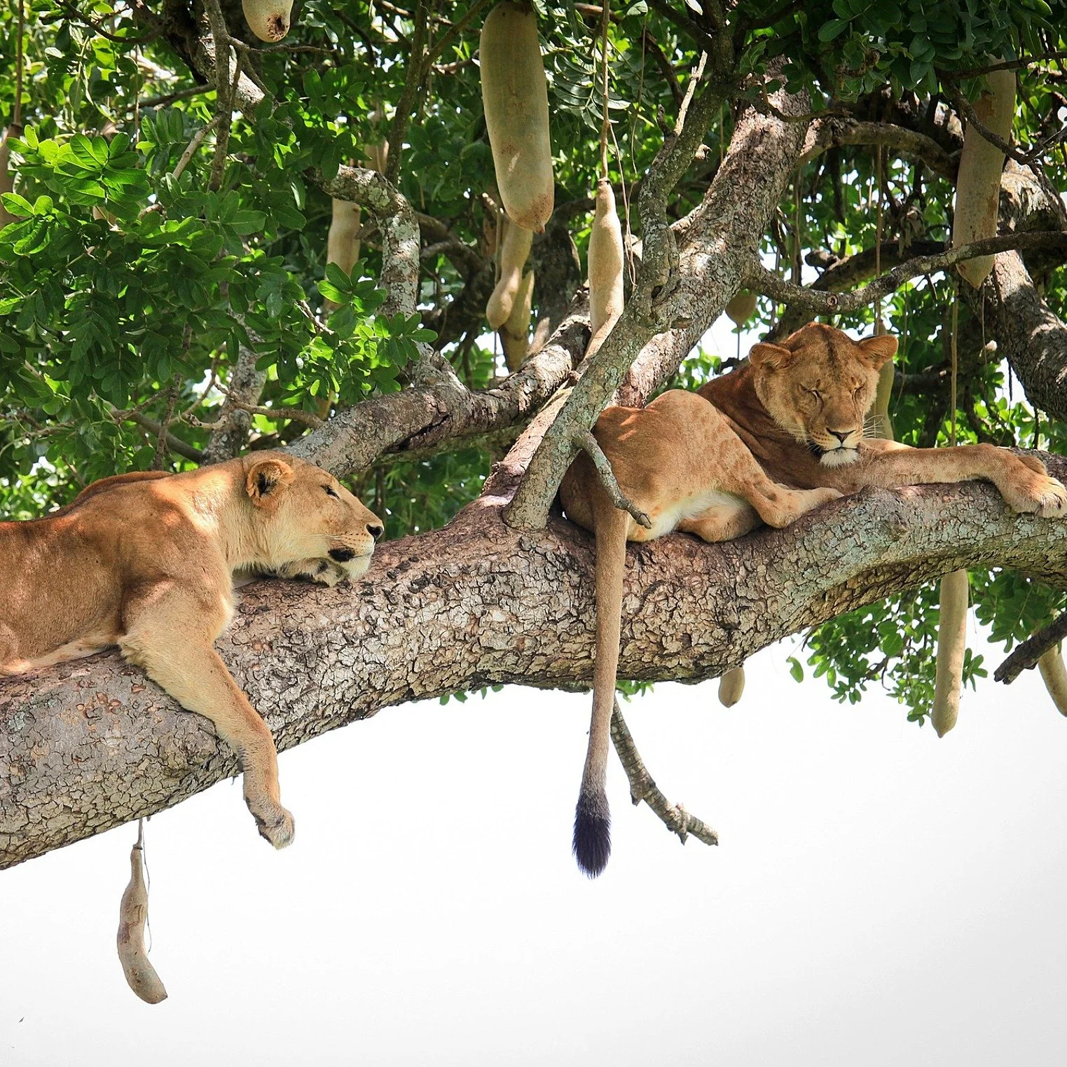 Could Kidepo National Park be one of Africa&rsquo;s best-kept wilderness secrets?

Tucked away in Uganda&rsquo;s remote Karamoja region in the far north-east, Kidepo is a true untouched paradise. 

First gazetted as a game reserve and upgraded to a n