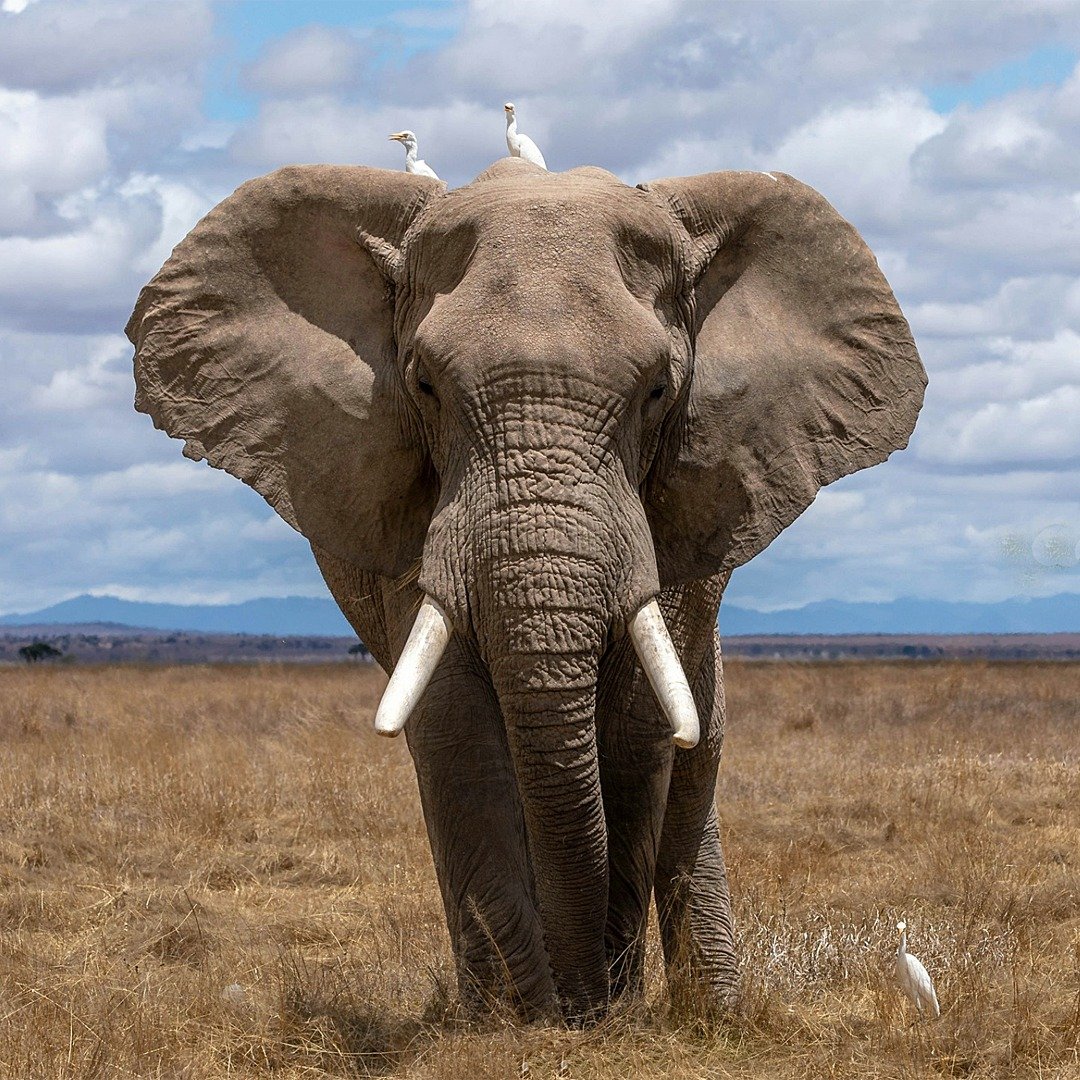 From witnessing the legendary Big Five across wide-open savannahs to tracking free-roaming cheetahs, elephants, and leopards across the open plains, East Africa offers an unmatched front-row seat to nature's greatest spectacles.

Add pristine lakes, 