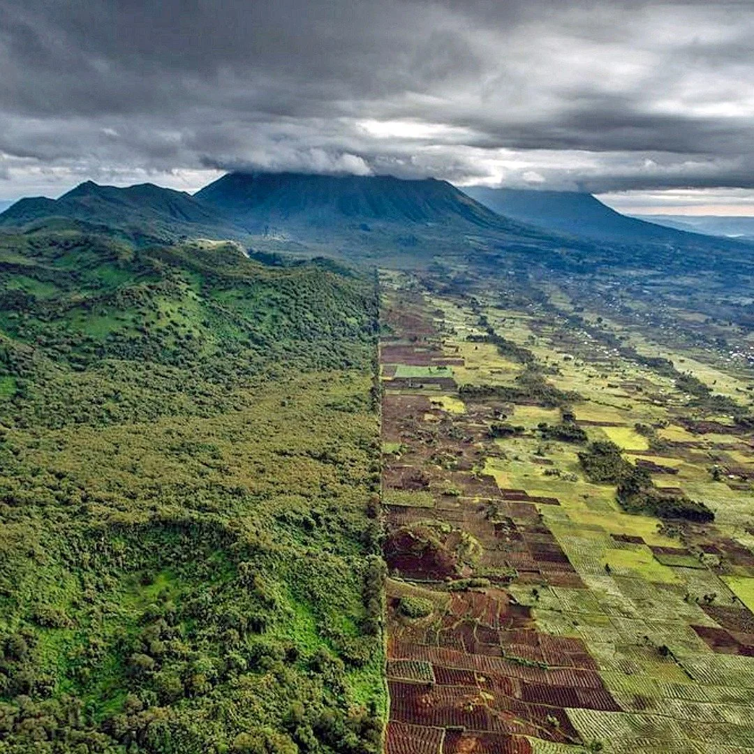 Every time we look at this photograph, our eyes immediately drift to the left.

That dense, emerald sea of green is Volcanoes National Park in Rwanda. Step inside that line and you enter an ancient world where time feels like it stands still, home to