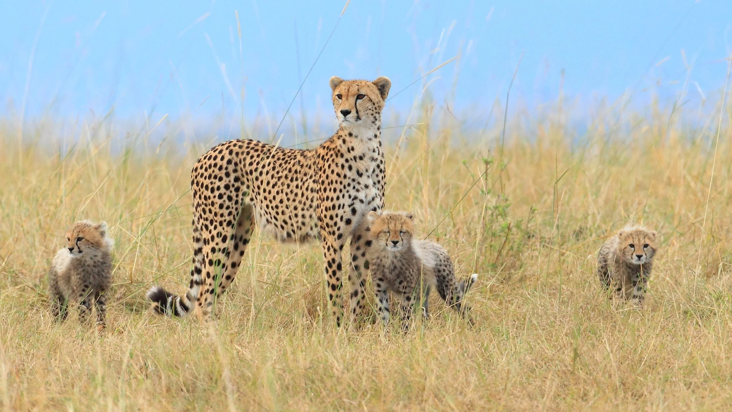 Exploring Kenya's Wilderness & Coast