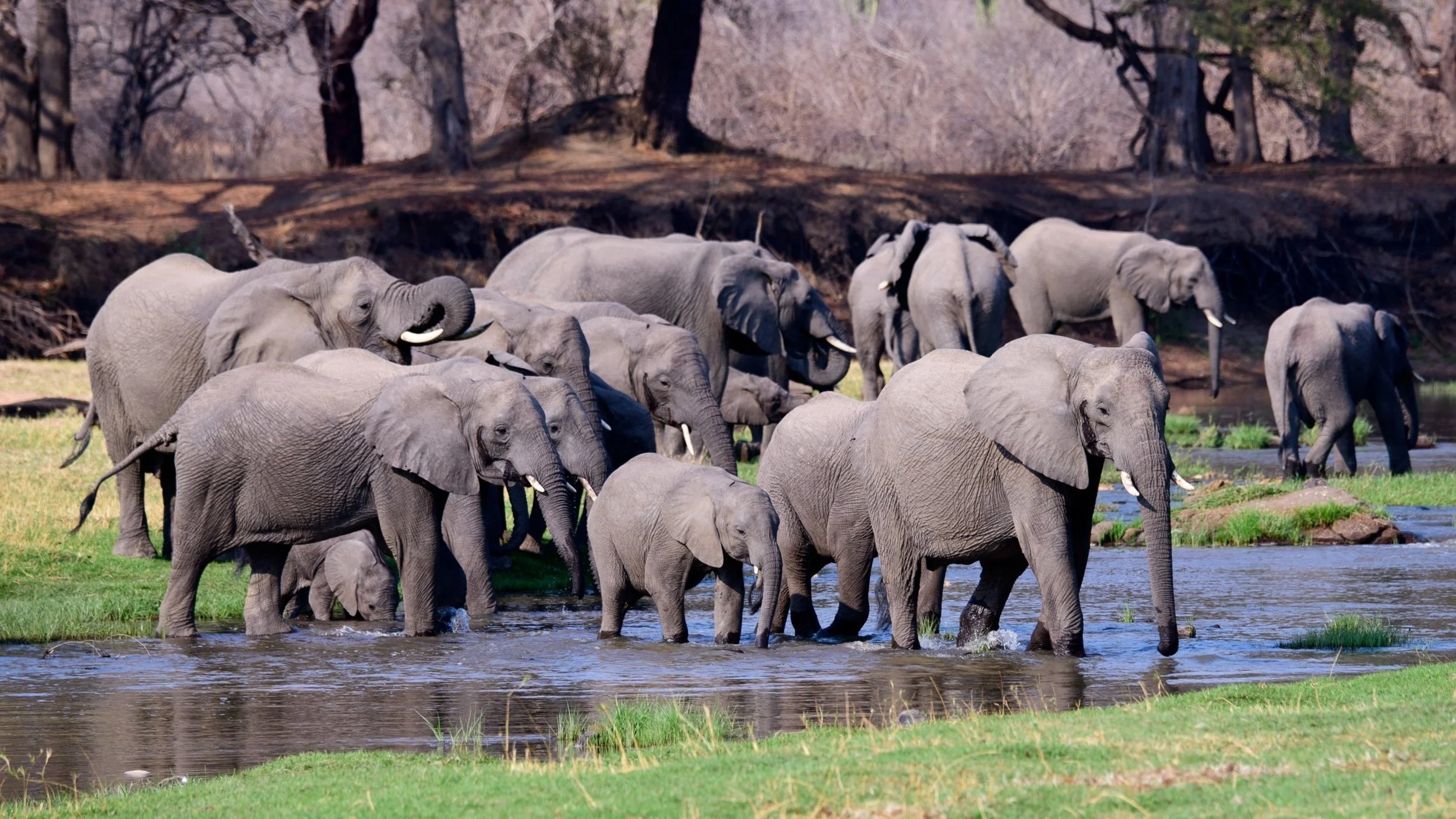 The Wildlife Of Tanzania's South