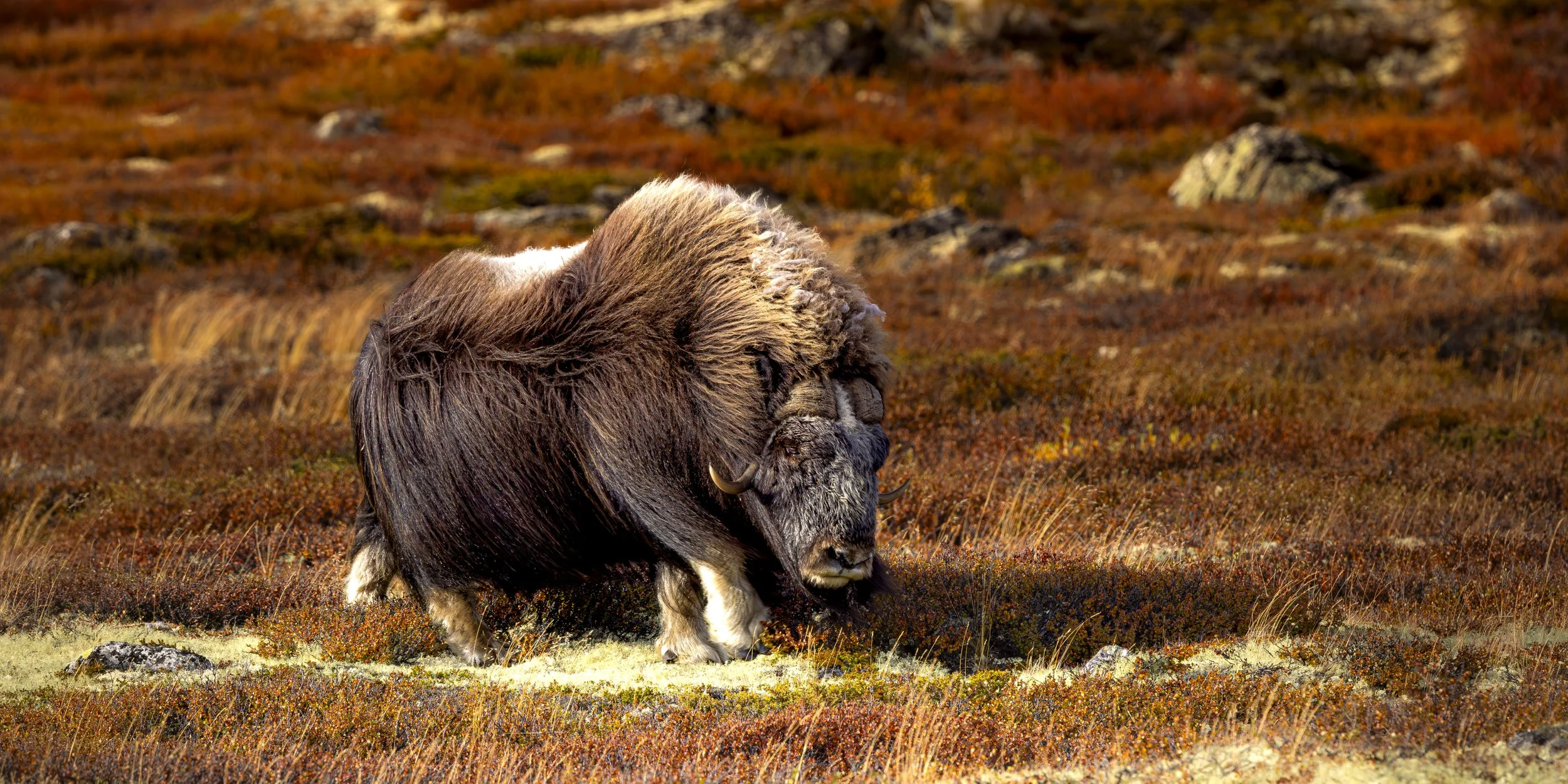 20210918-4K6A3658 (1)-Forbedret-NR.jpg