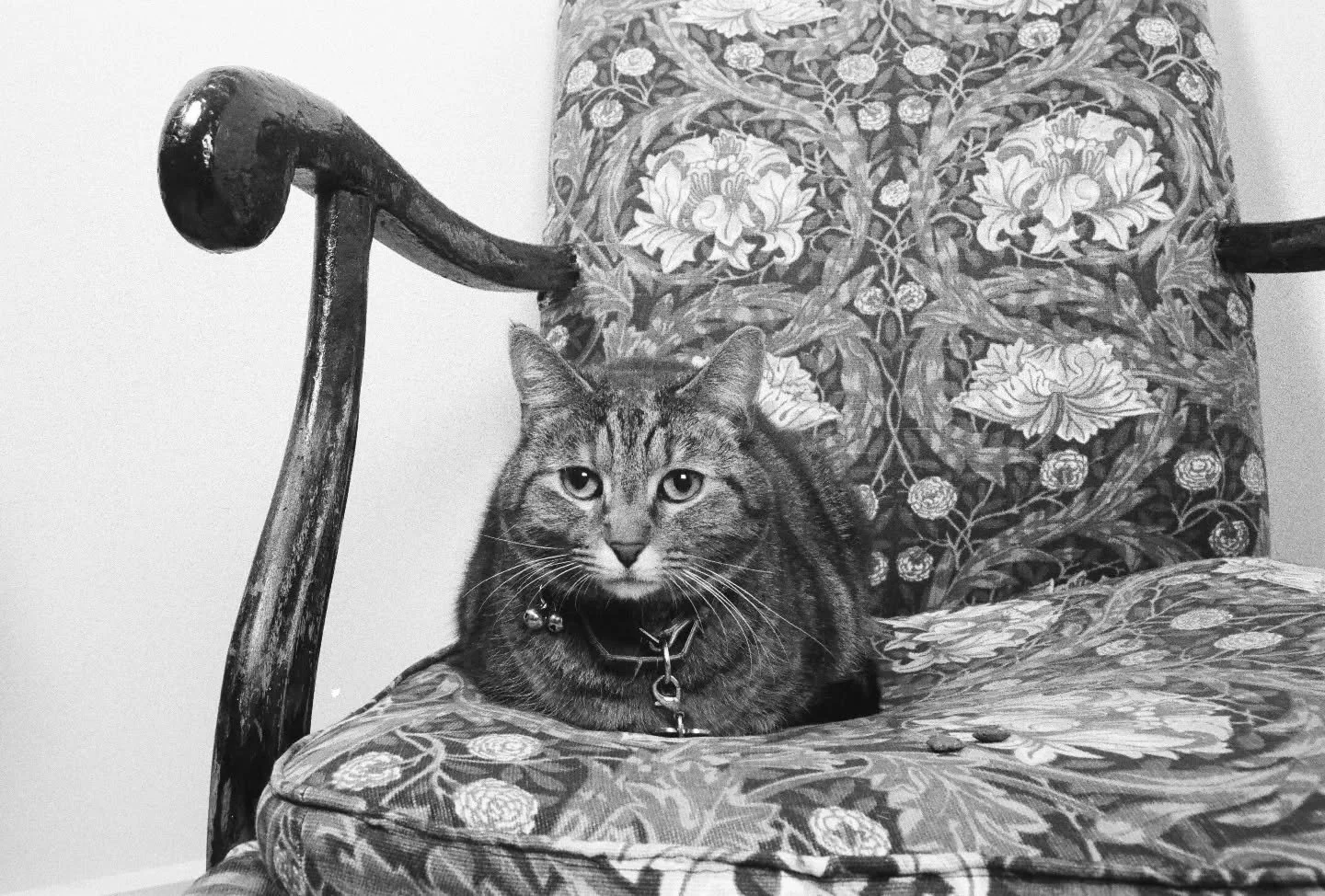 🌸 LADY 🌸 The perfect name for the sweetest little Lady. She posed for the camera like a professional cat model! &amp; gave me all the tabby cuteness a gal could want 😍💘