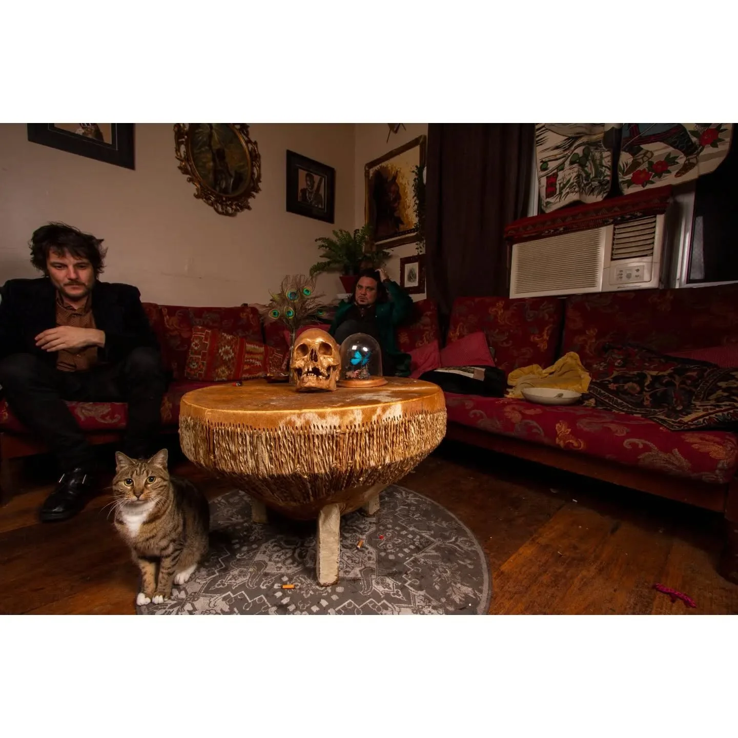 Are you like me &amp; love nesting into a space and making it your own? Do you have a unique home aesthetic? Do you have a pet to match your aesthetic? Does your pet like to pretend to be an ornament camouflaged into the room? 

If the answer is yes 