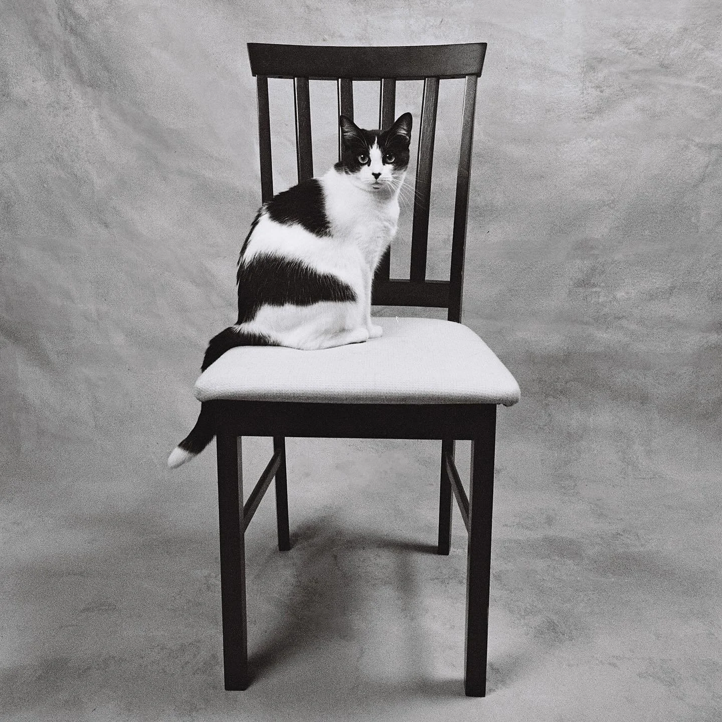 Biscuits was a natural in the studio. She didn&rsquo;t even have to be bribed!