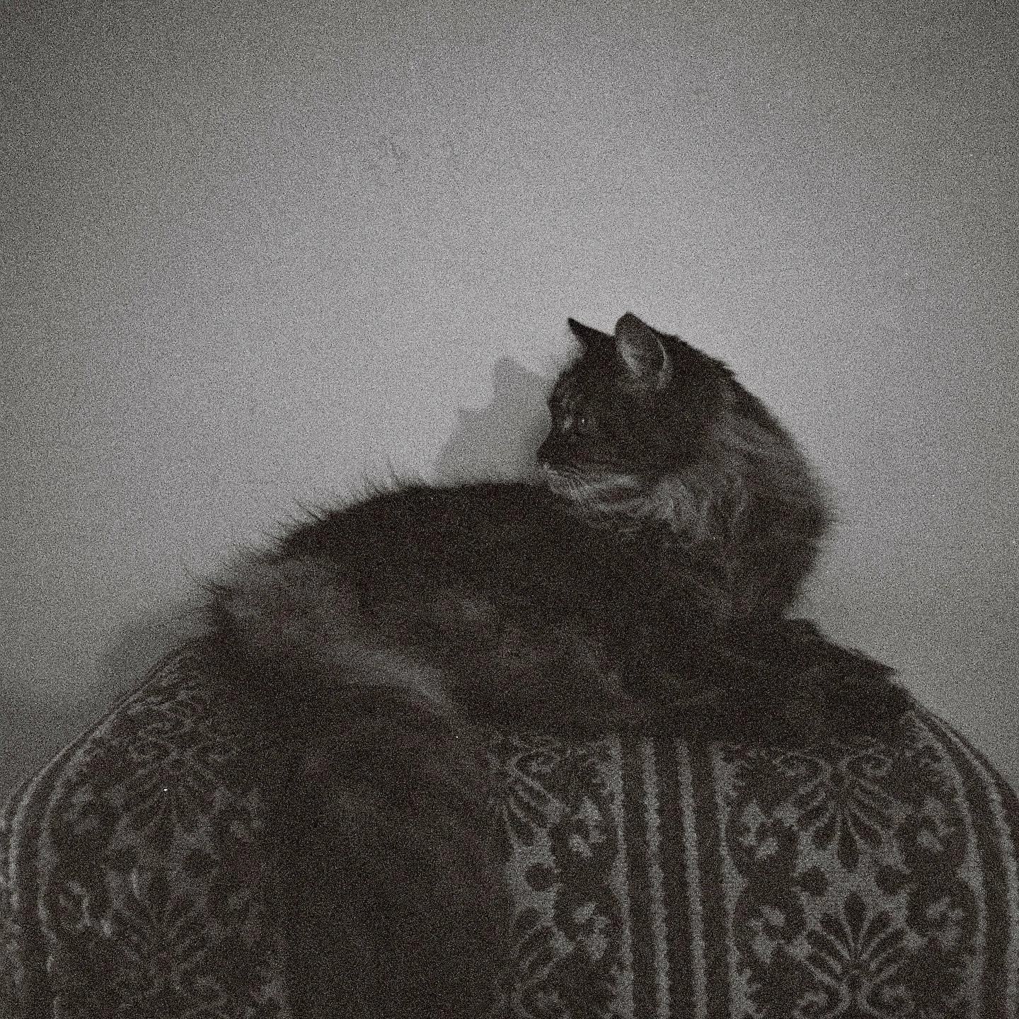❤️ Frida on a footstool ❤️