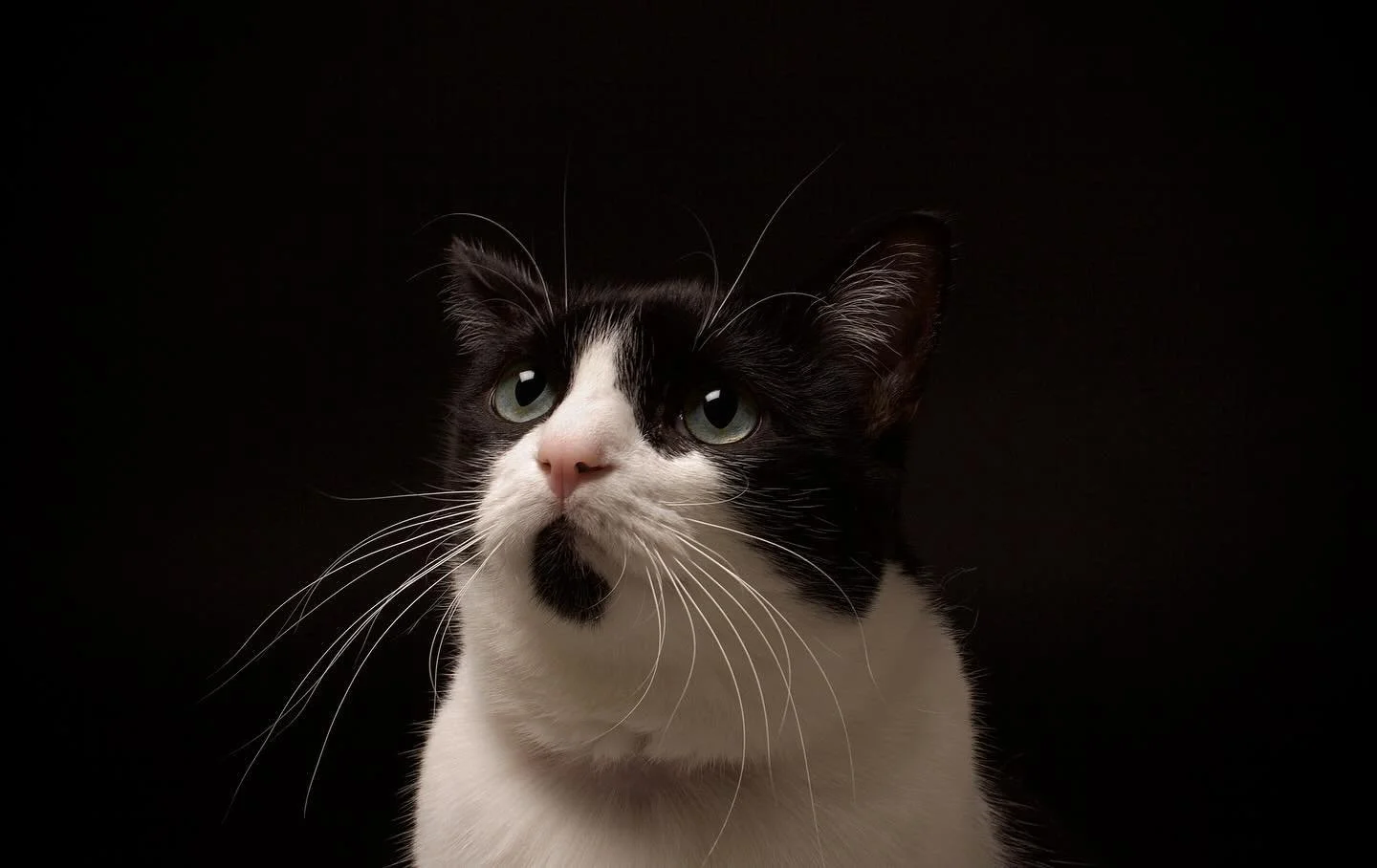 🫶 ZARA 🫶 #cat #cats #catphotography #petportrait #photography #petlovers #catlover #catphoto