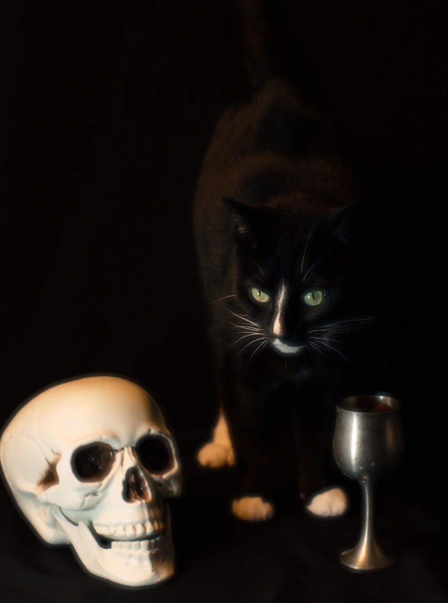 Dante is ready for the Spooky Season! 💀🎚🎃

- I am offering limited discounted Halloween themed shoots for all of the month October. Inquire within 👻