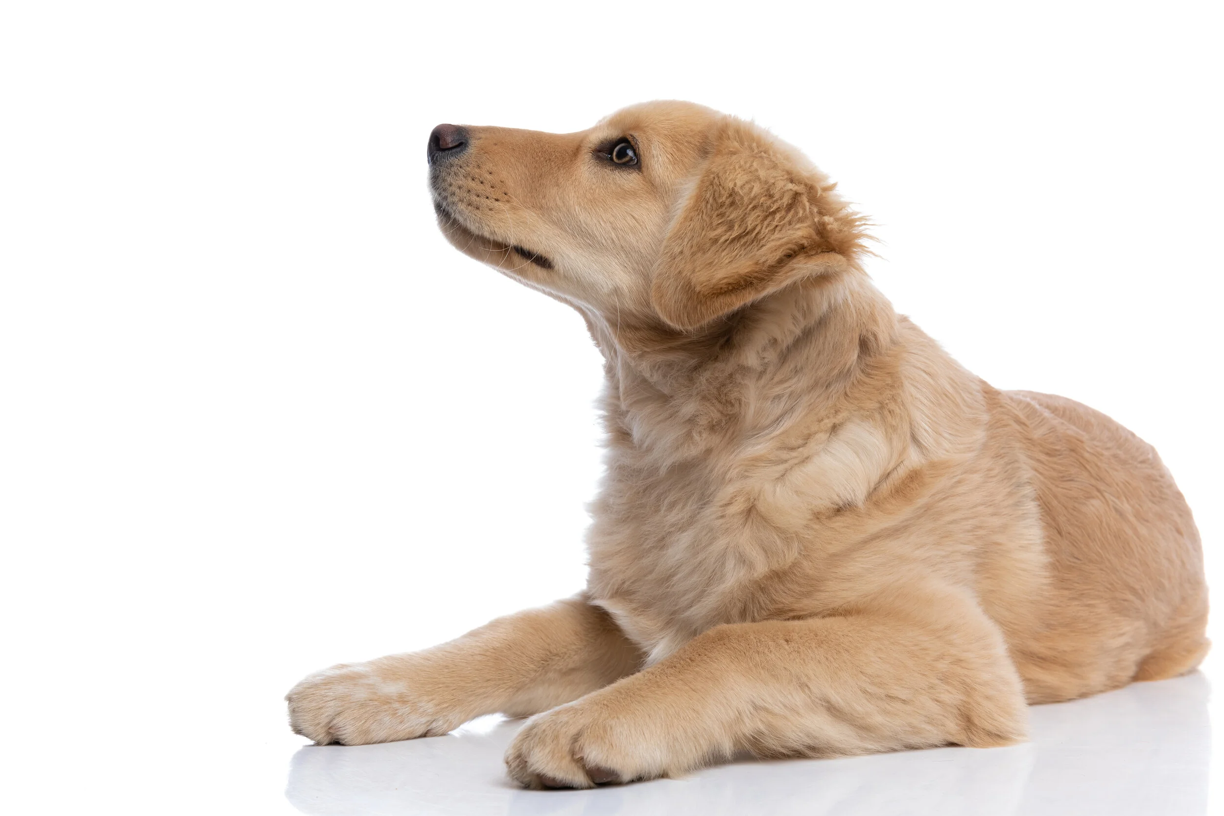 Staff — Nunda Veterinary Clinic