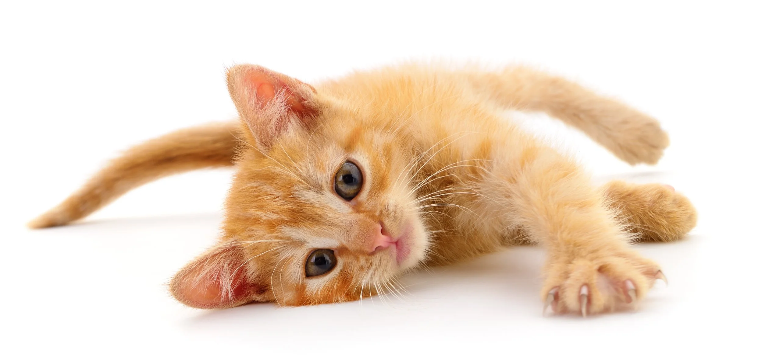 Staff — Nunda Veterinary Clinic