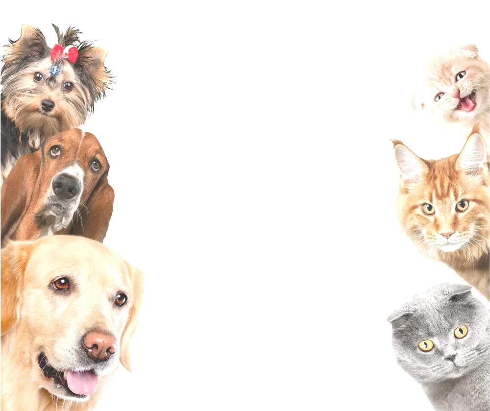 Nunda Veterinary Clinic