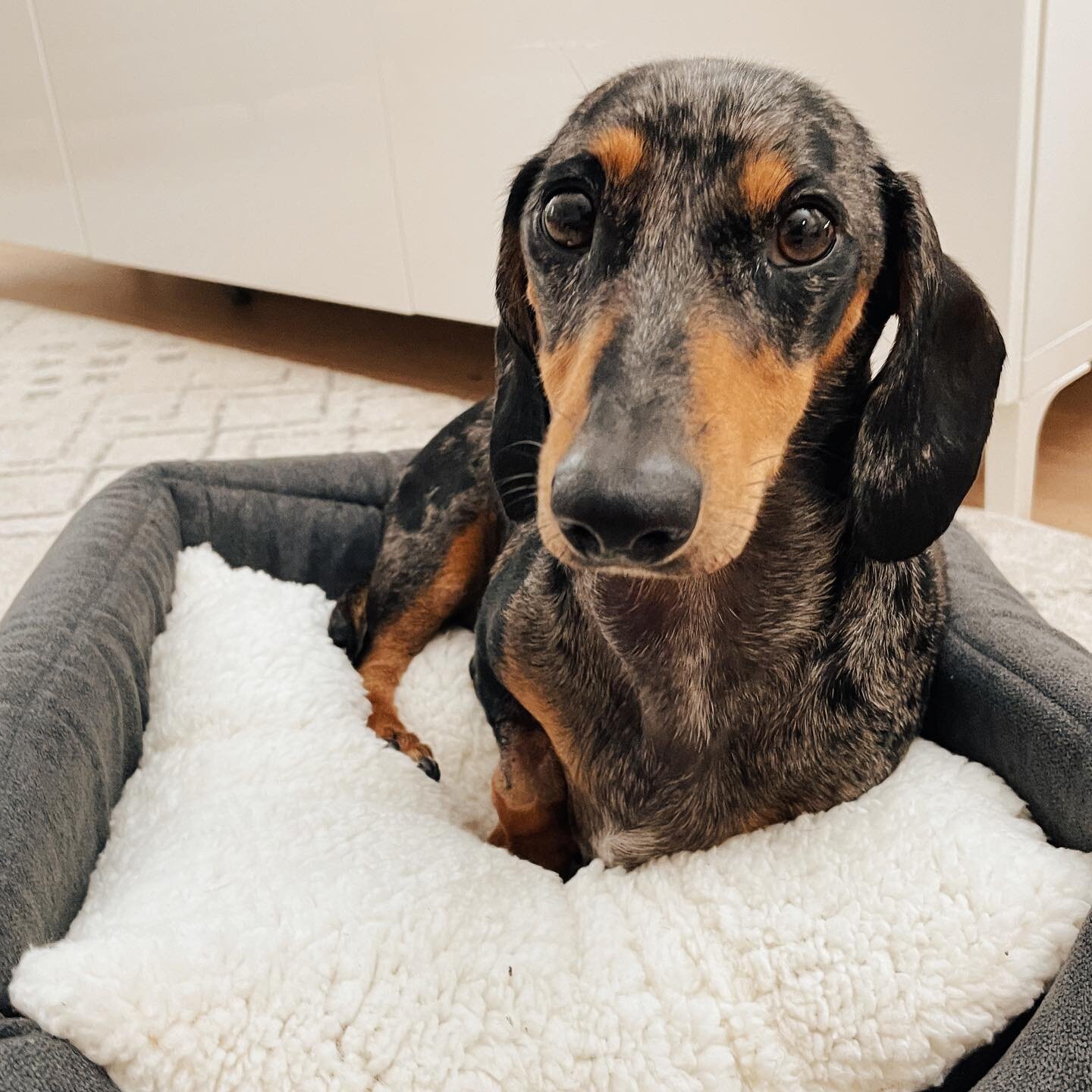 Reunited with this little sausage 🤍 Daisy gave us a very big fright and is finally home from a few days in hospital. We found out she had HGE, something we had never heard of.
⠀
On Thursday morning she was her usual happy self. We rushed her to the 