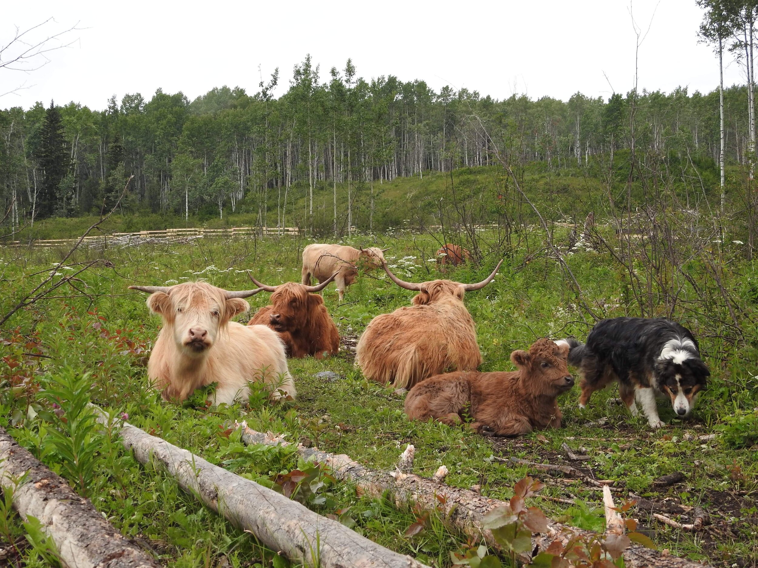 Highland Cattle - The Livestock Conservancy