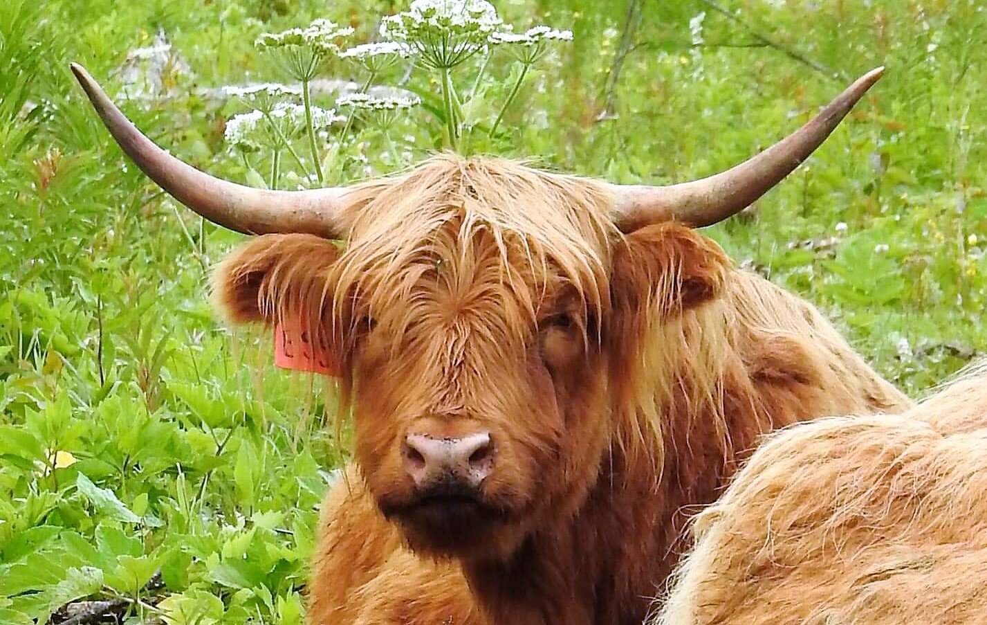 Highland Cattle - The Livestock Conservancy