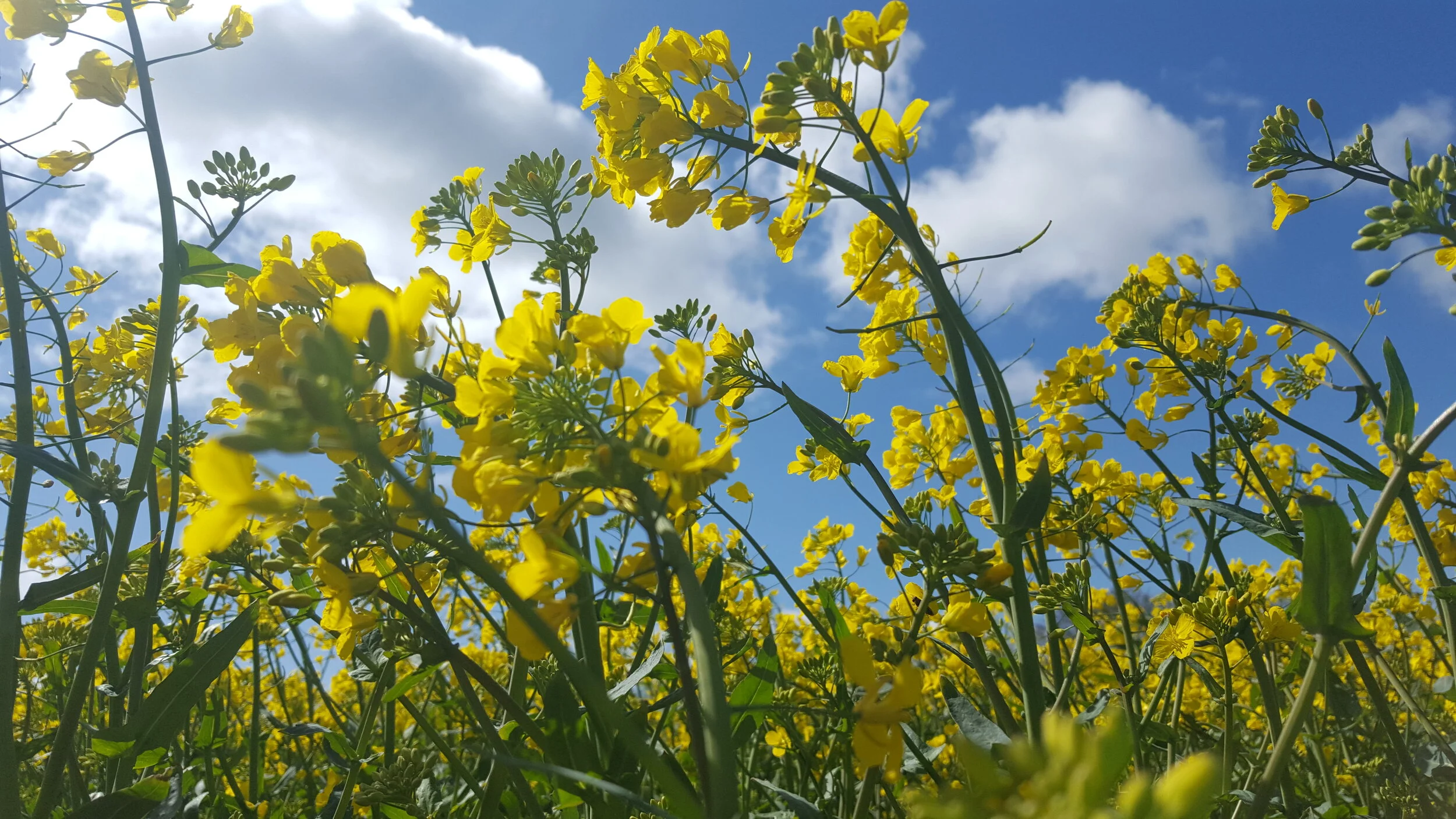 DAFM recommended list of spring crop varieties from Seedtech — Seedtech