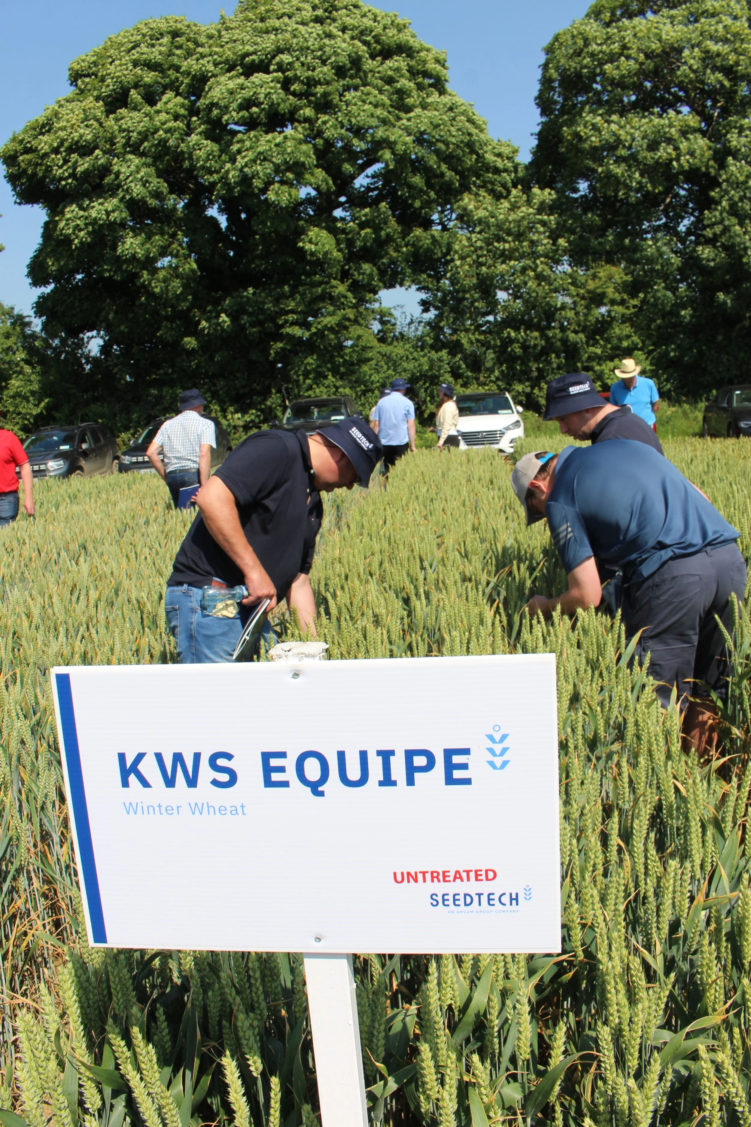 new  for 2025 - winter wheat - Equipe.JPG