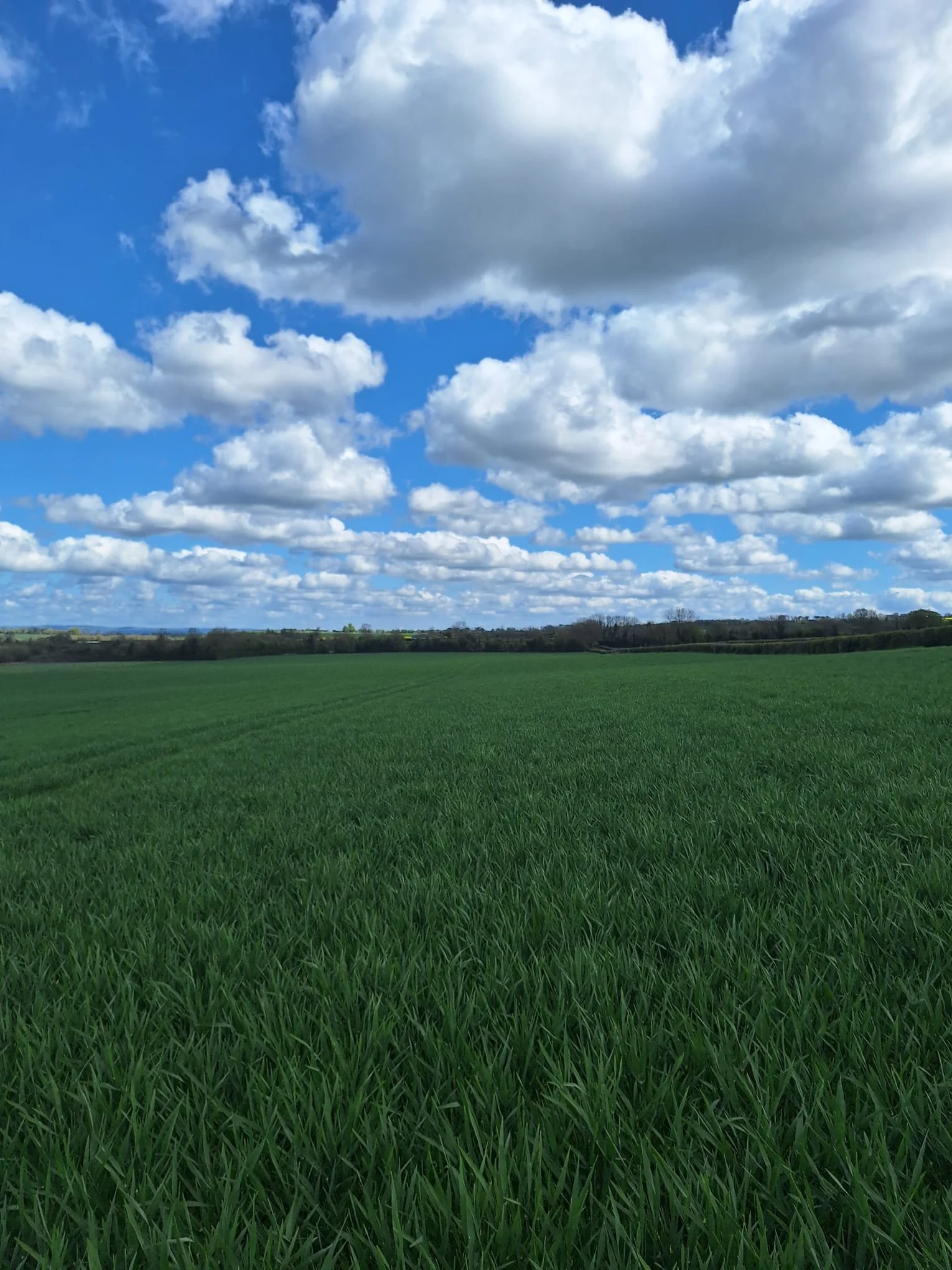 BYDV Tolerance Explained: What Irish Growers Need to Know This Spring