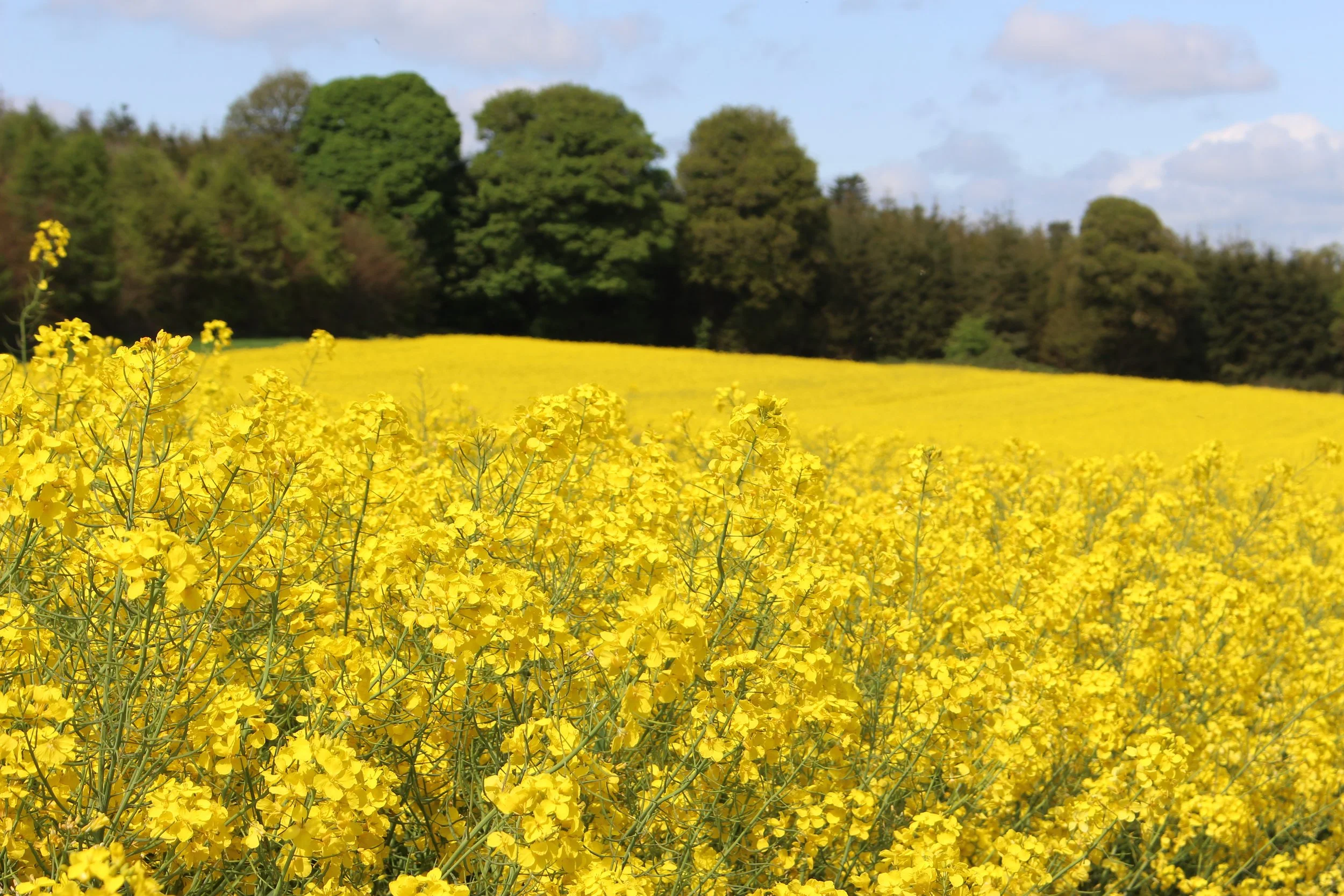 Thinking of growing winter oilseed rape this season? Start with Seedtech