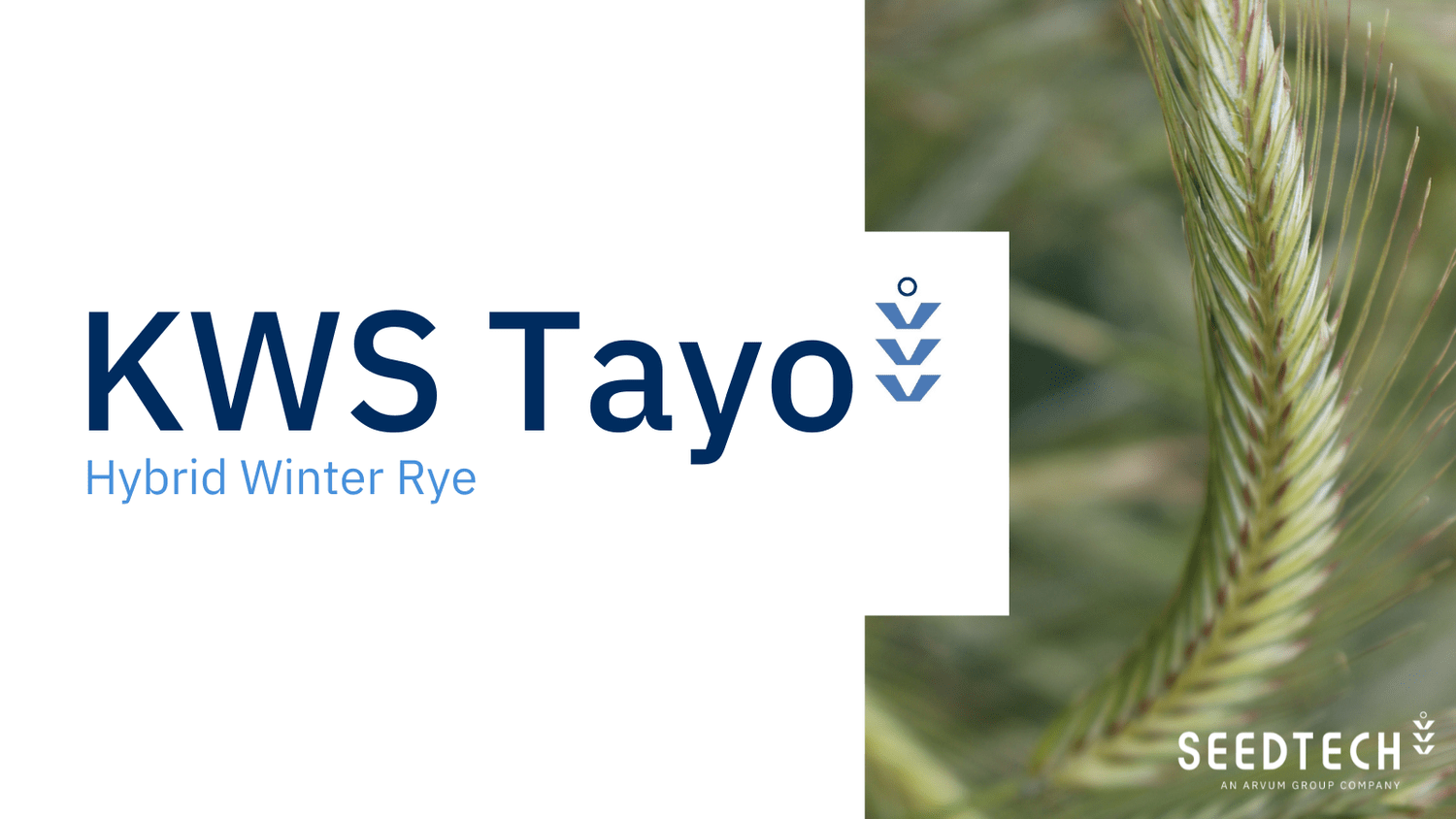 Boyco Spring Rye Winter Rye — Seedtech