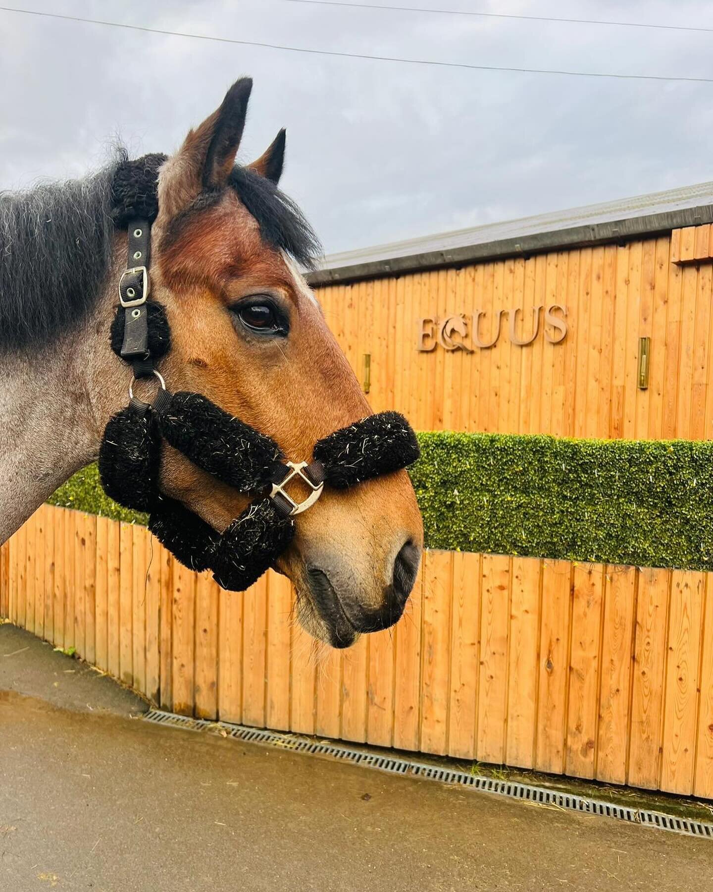 Even the horses know where to be on a Sunday morning 🤎 

Come and join us for coffee and something delicious to eat. Breakfast served all day all until 5:30 ☕️ 🍳 🧁