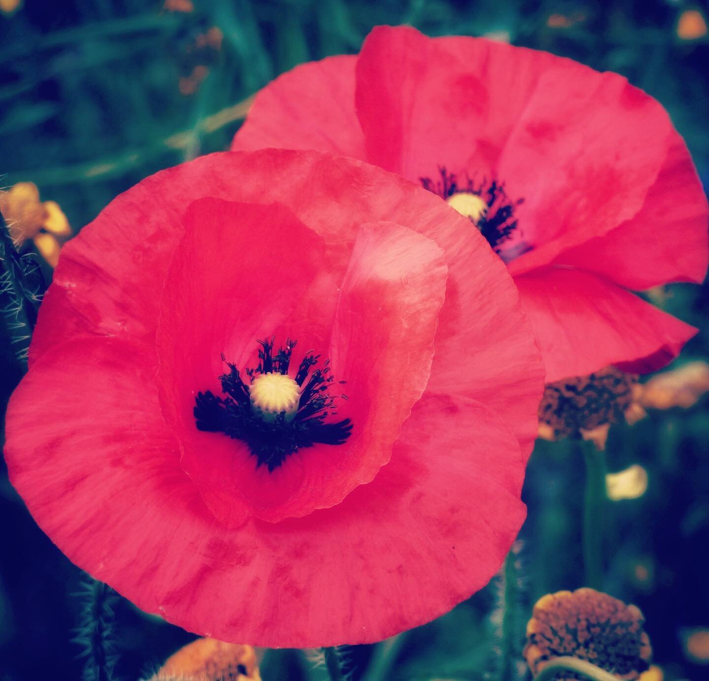 🌺 Lest we forget

Remembering those that gave their today for our future, thank you 

#poppy #remembranceday #remembrancesunday @royalbritishlegion