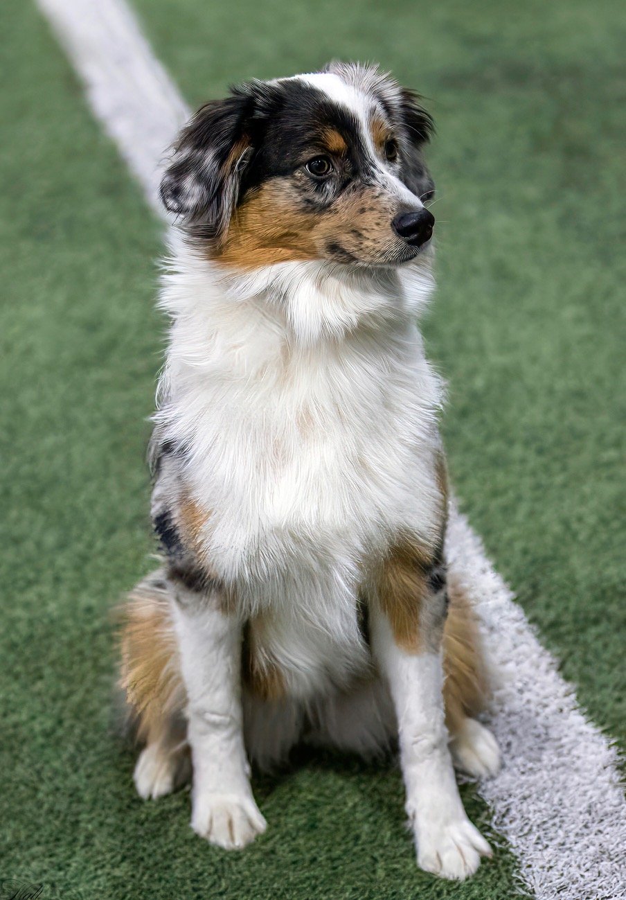 Lacey - December 2024