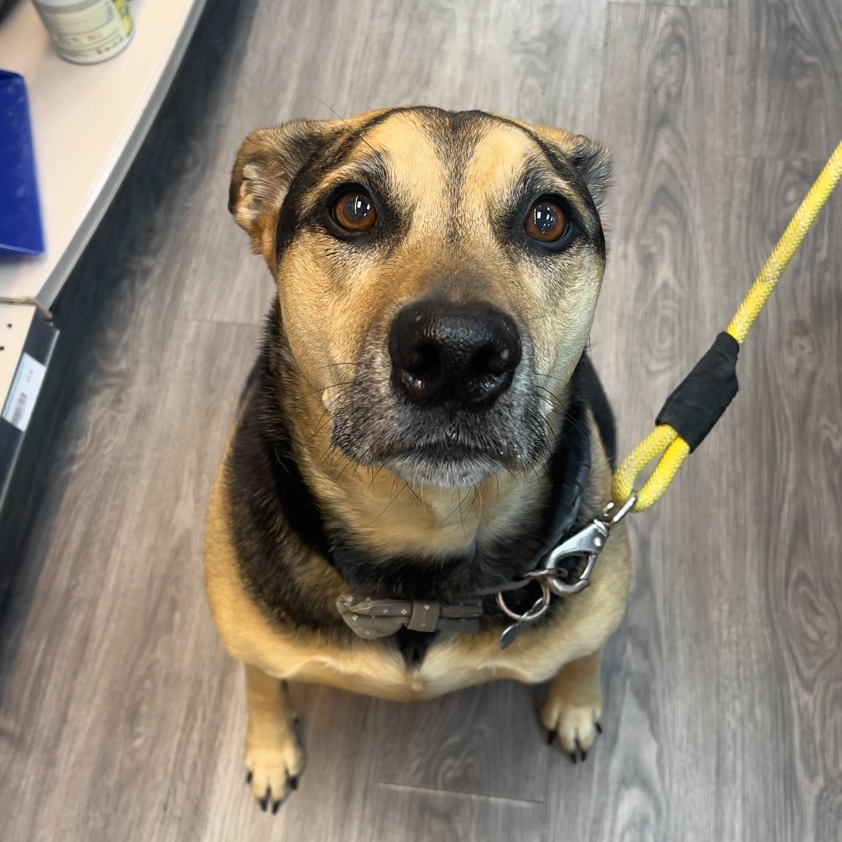 Doug 😍 Thank you for bringing so much joy to our morning ✨

#StoreFriends #Dog #WoodstockOntario