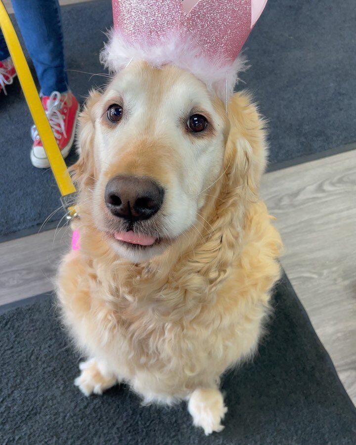 Happiest Birthday to this sweet girl, Olive!✨😍
Have the best birthday ever, we hope you enjoy all your goodies. 

#WoodstockOntario #Olive #HappyBirthday #Dog #Cute