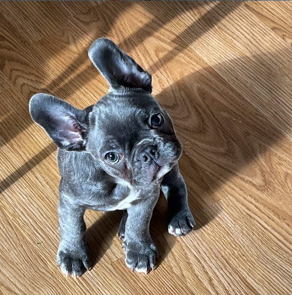 Buddy - July 2023