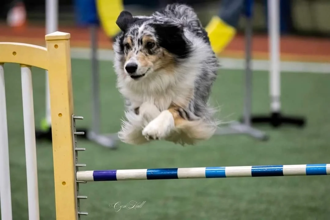 Gallery 3 — Global Pet Foods Woodstock