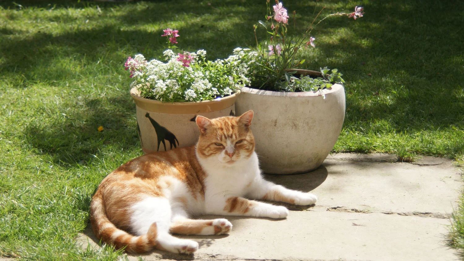 Happy Pets Cambridge Pet Sitting