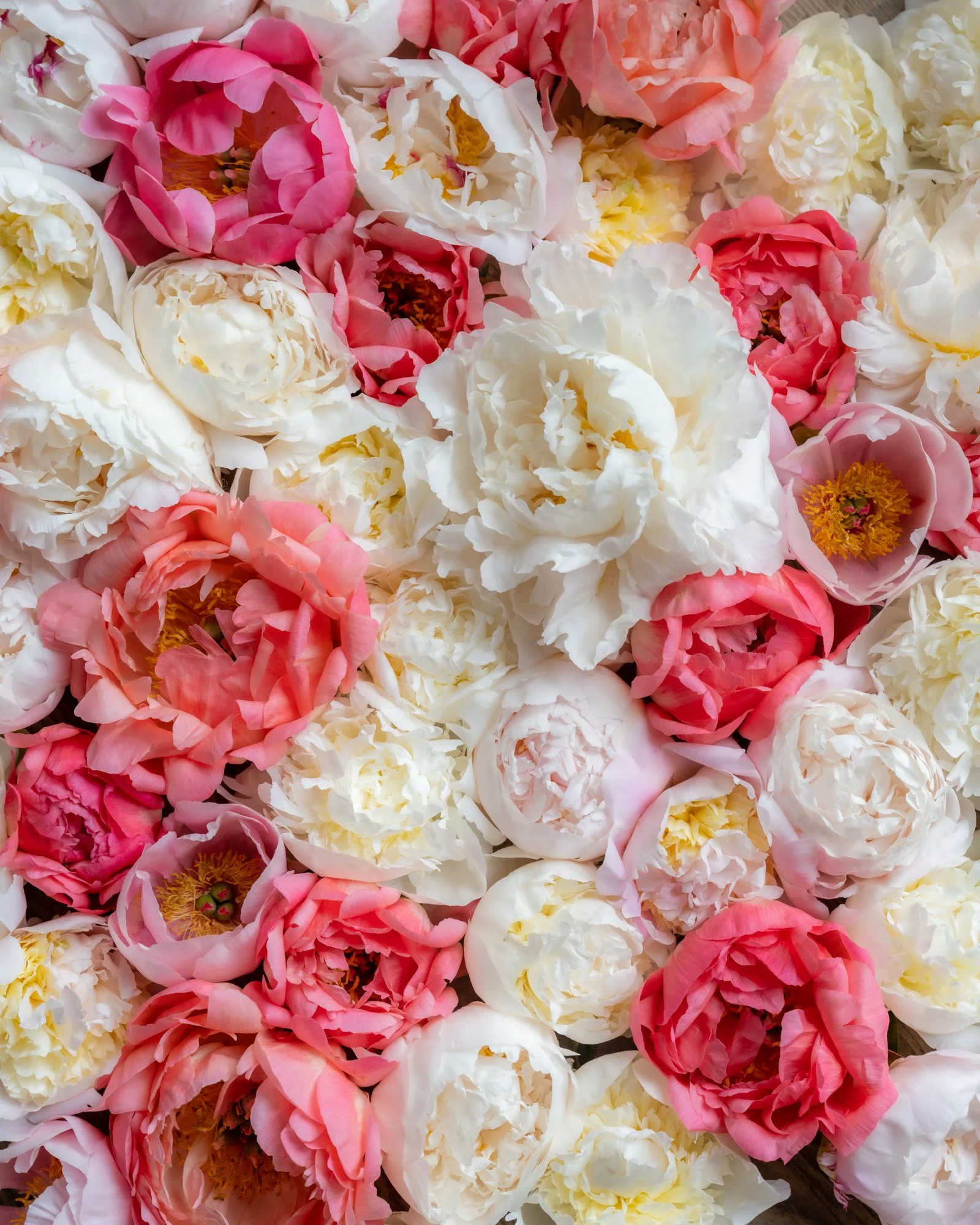 Peonies Workshop, Saturday, June 27th 11:00 A.M.-2:30 P.M