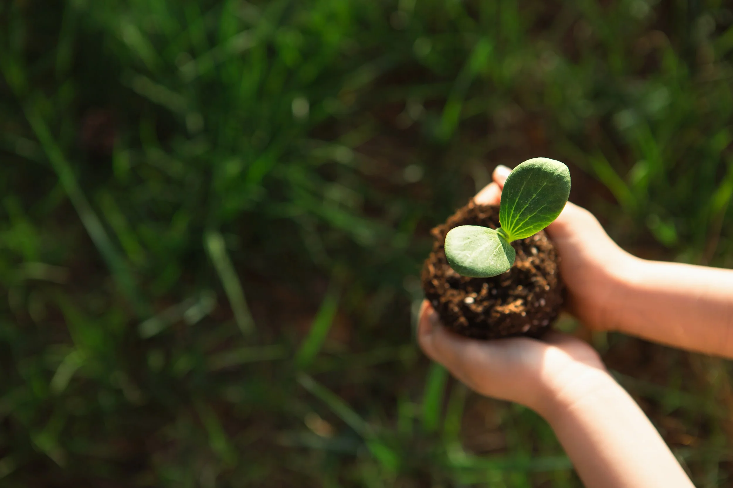 Hands holding a small plant with soil, green grass background.
