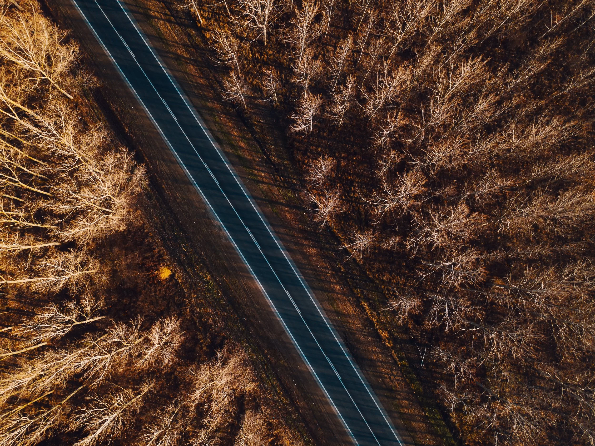Aerial view of a road with bare trees on either side, casting long shadows.