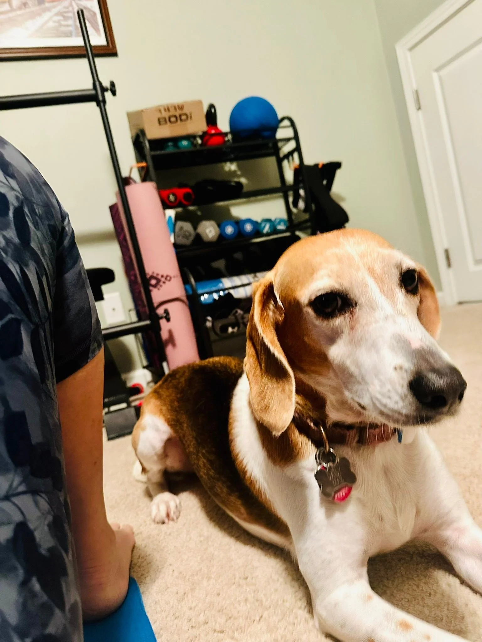 Coach Daisy just keeping an eye on my form. #coreworkout #CoreStrength #houndsofinstagram #fitnessjourney