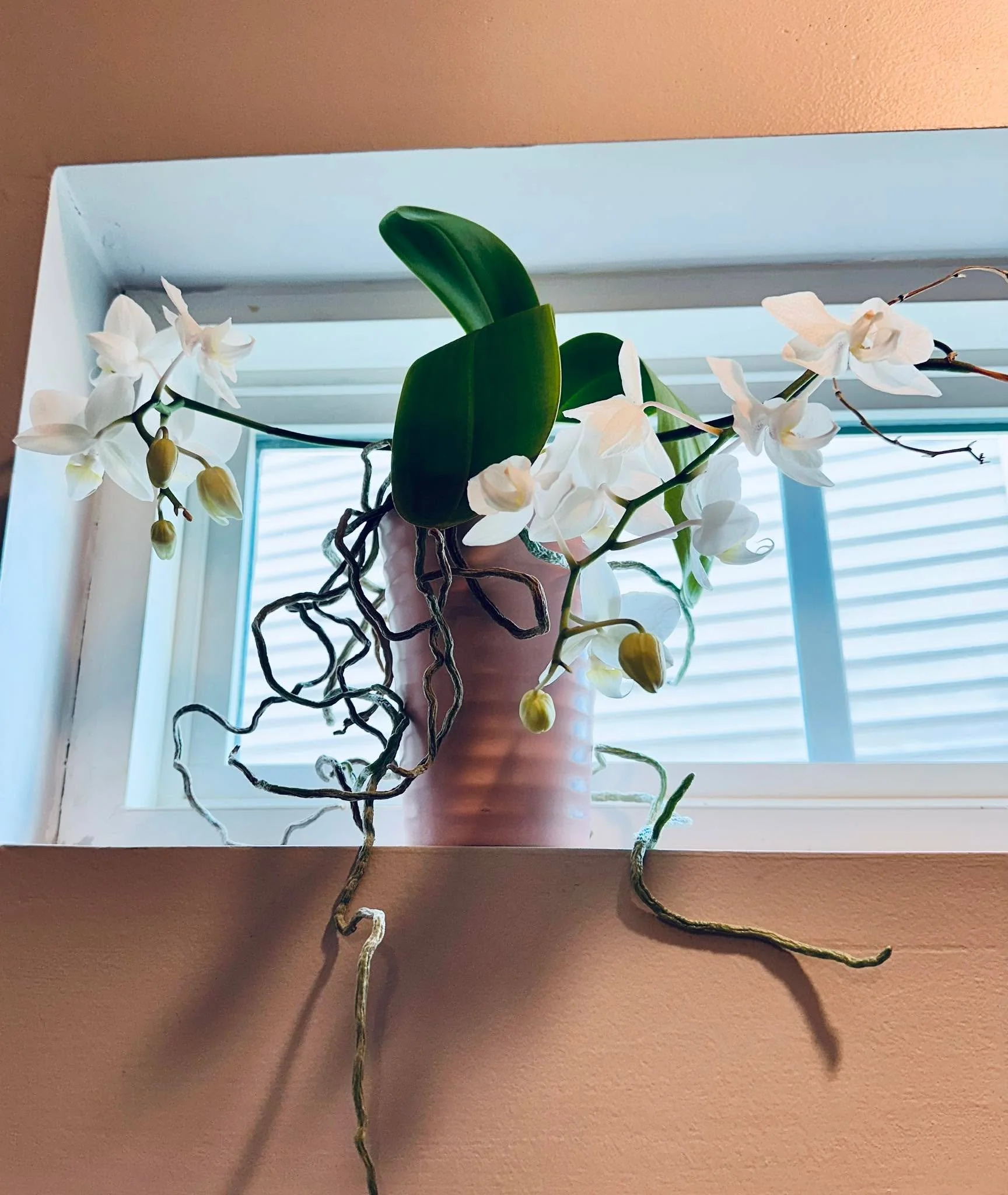 I've bought many orchids over the years and typically they do end up dying.

This one, along with another kept in our guest bath, are blooming for the 3rd time since their original bloom from purchase.

There's a lesson here about things that are ign
