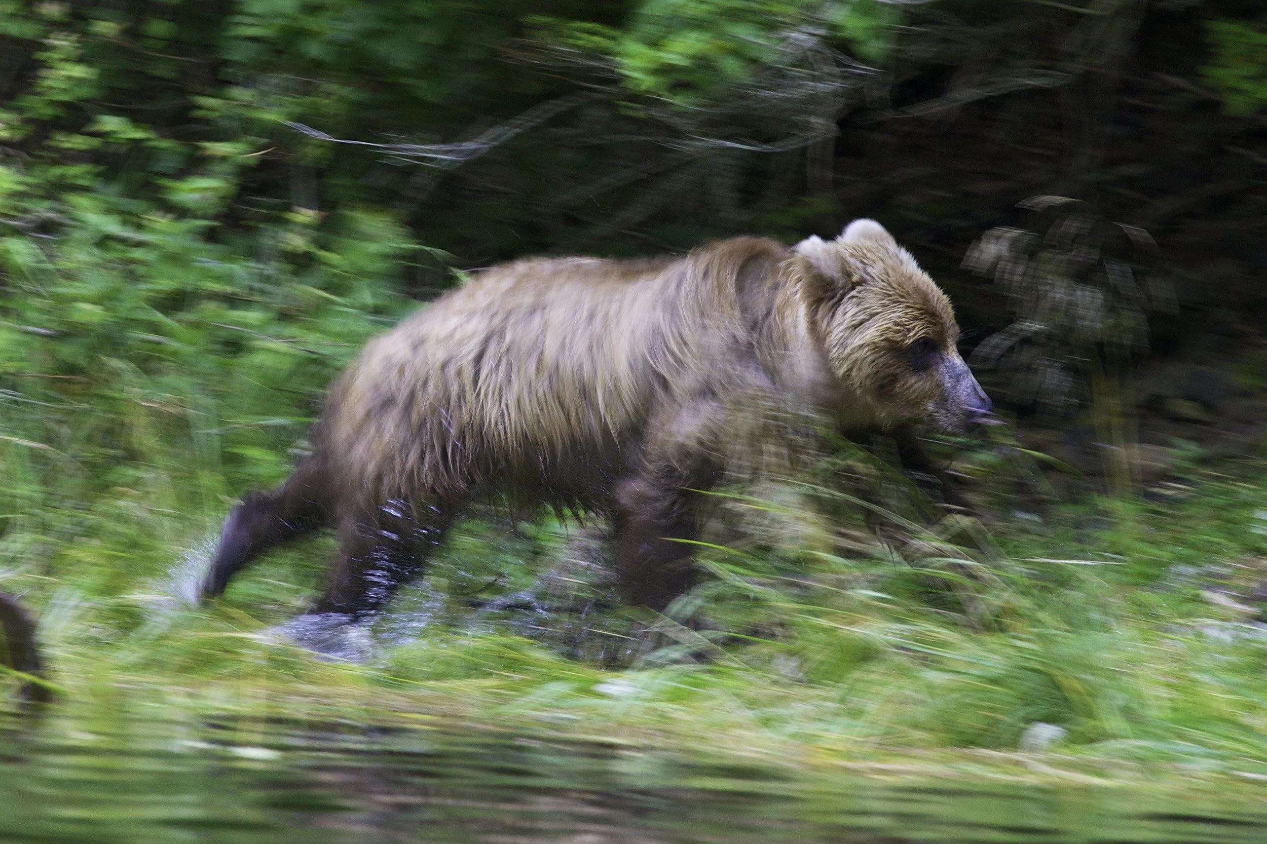 bears_CP2Q0955.jpg