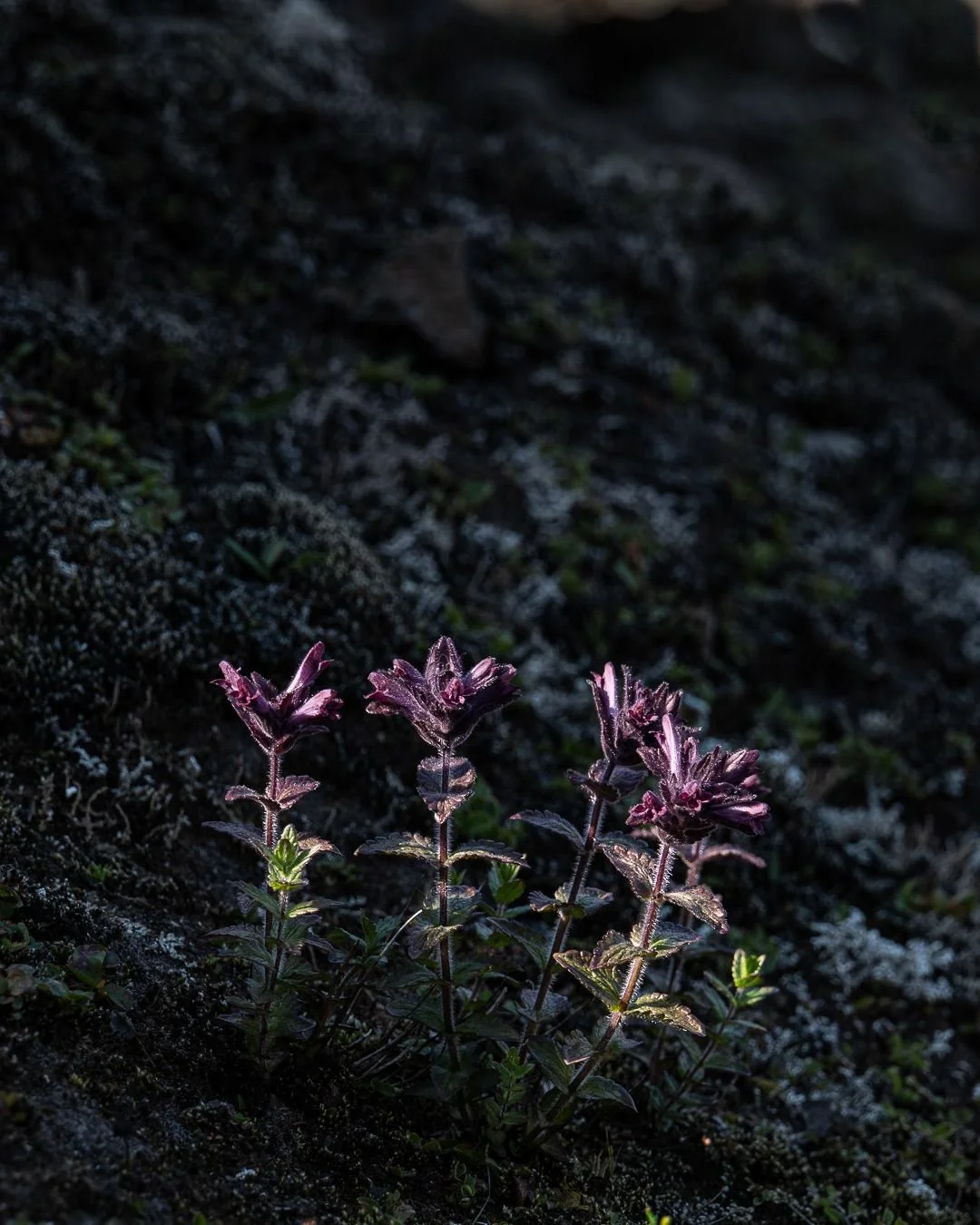 ISLANDE XXVIII Même dans les régions les plus arides, des fleurs poussent sur le sol clairsemé. Quelle image symbolique de résilience et, espérons-le, un encouragement symbolique pour ne pas se laisser abattre par les situations difficiles. Au fait : il est très rare de voir un